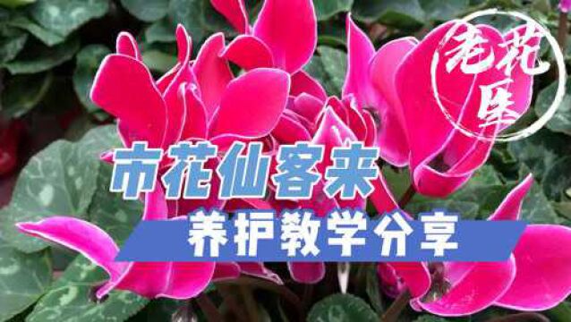 市花仙客来养护并不难,只需这几点,简简单单从冬开到春