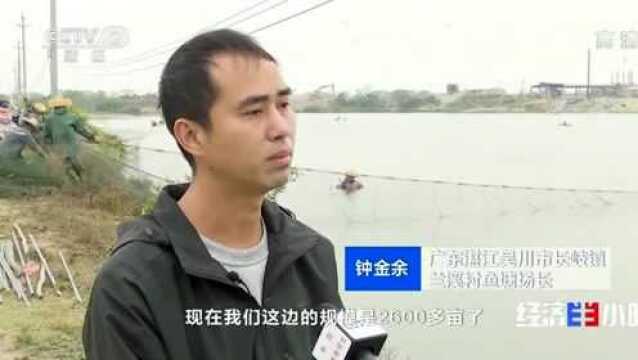 吴川又上央视啦!原来是来自吴川黄坡这家企业!