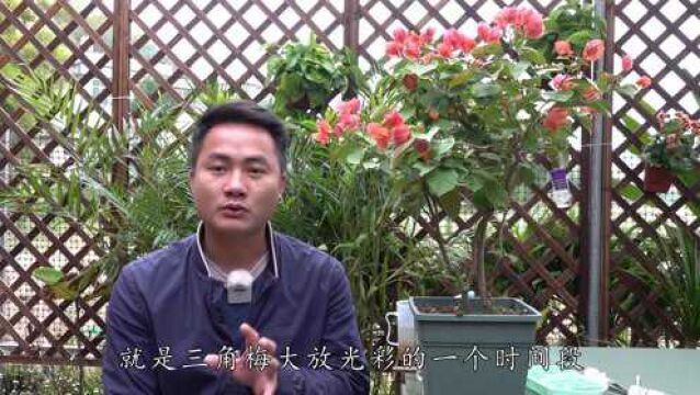 想要三角梅一整年开花,这步工作必不可少