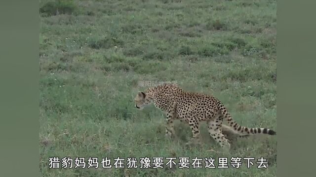 几只狮子撕咬鬣狗一整夜,几只小豹仔被吓跑,猎豹妈妈原地等待孩子一整天#虎力全开闹看点