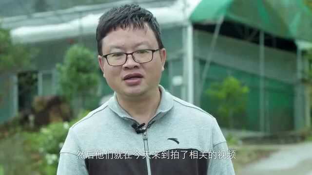 白头怪蛇,首度在广州被证实发现,它是一种什么样的蛇呢