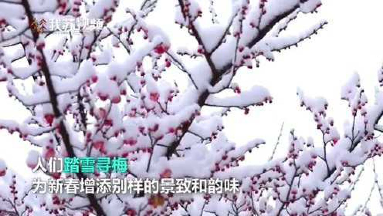 踏雪寻梅!江苏白雪红梅有多美