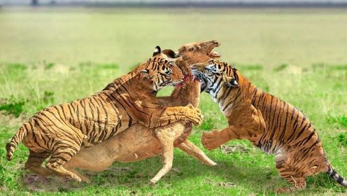 鹿妈妈在2只老虎的疯狂竞争下痛苦死去-野生动物2022来袭！