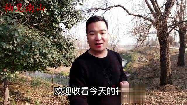 农村的“苍耳子”煮水,好多人不知它的珍贵?遇见摘回家