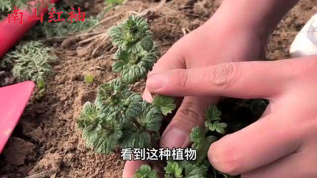 宝盖草别名“接骨草”煮水,原来价值这么高?快看看它的用途吧