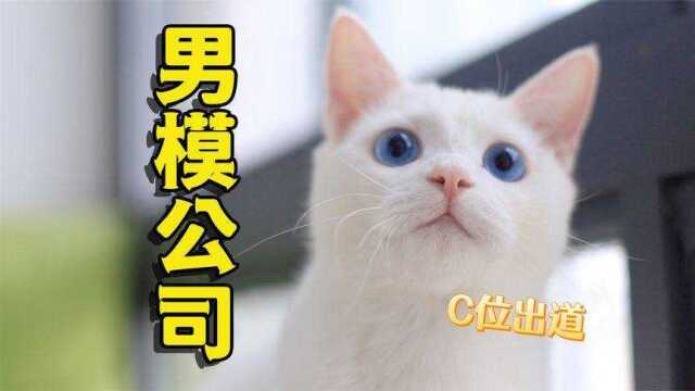 小猫咪有模特天赋?主人决定给他开一家模特公司!