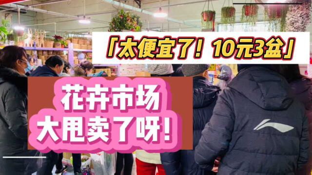 北京最大的绿植花卉市场现在大甩卖,10元3盆这也太便宜了吧