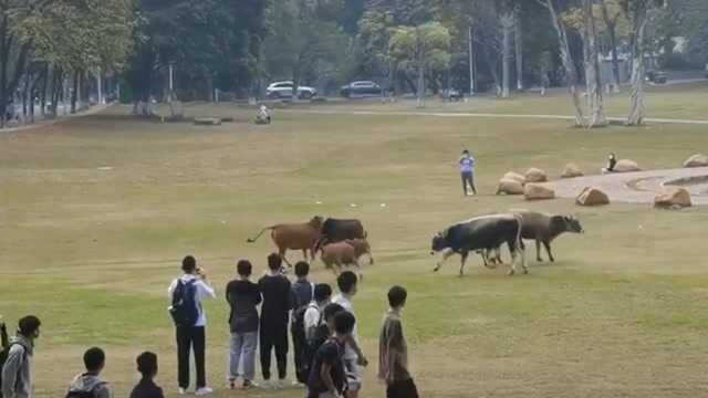 好欢乐!农业大学里牛群草坪上追逐引围观 网友:谁的毕业论文跑了