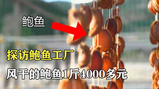 探访鲍鱼工厂:风干的干鲍鱼,1公斤卖4000都元