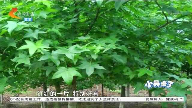 400元左右一棵,上千棵五角枫等您购买