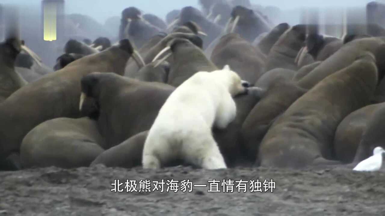 北极熊捕食海豹,吃完还要舔掉!