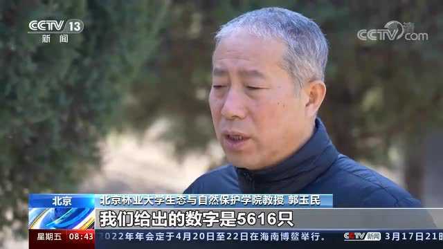 白鹤种群调查:调查显示在我国越冬白鹤数量5616只