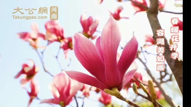 商丘柘城:春暖花开季 容湖美如画