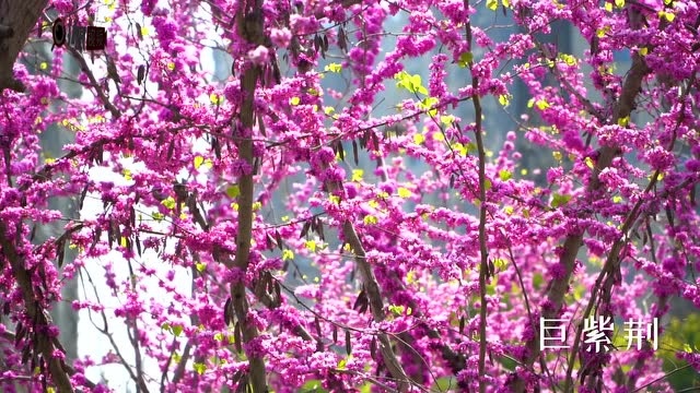 花花“视”界|紫荆花盛开,春日芳华浓!