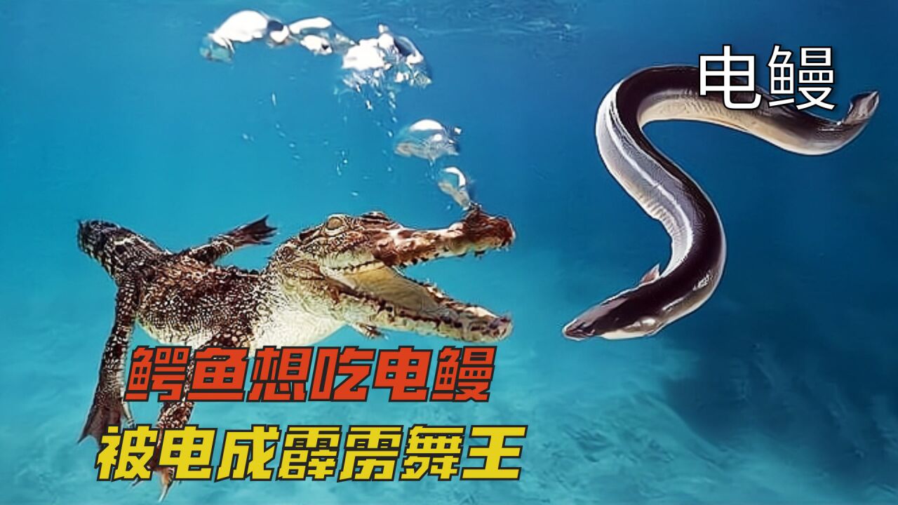 鳄鱼想吃电鳗,却被电的跳了段霹雳舞