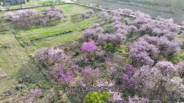 济南又一片花海火了,桃花、梨花、紫荆花同时绽放,太美了