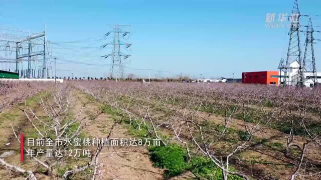 江苏新沂:水蜜桃撬动富民“甜蜜事业”