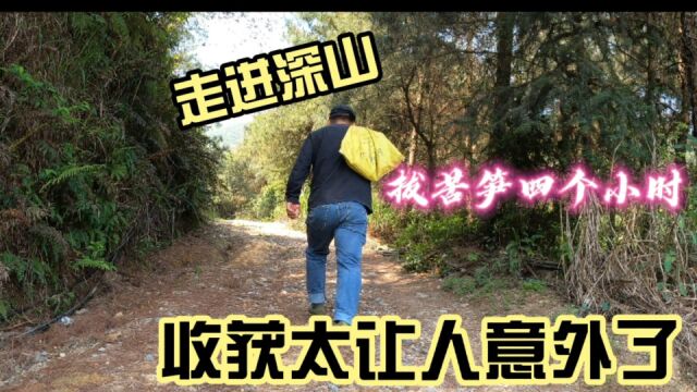 去深山里拔苦笋,四个小时后的收获真的太让人意外了