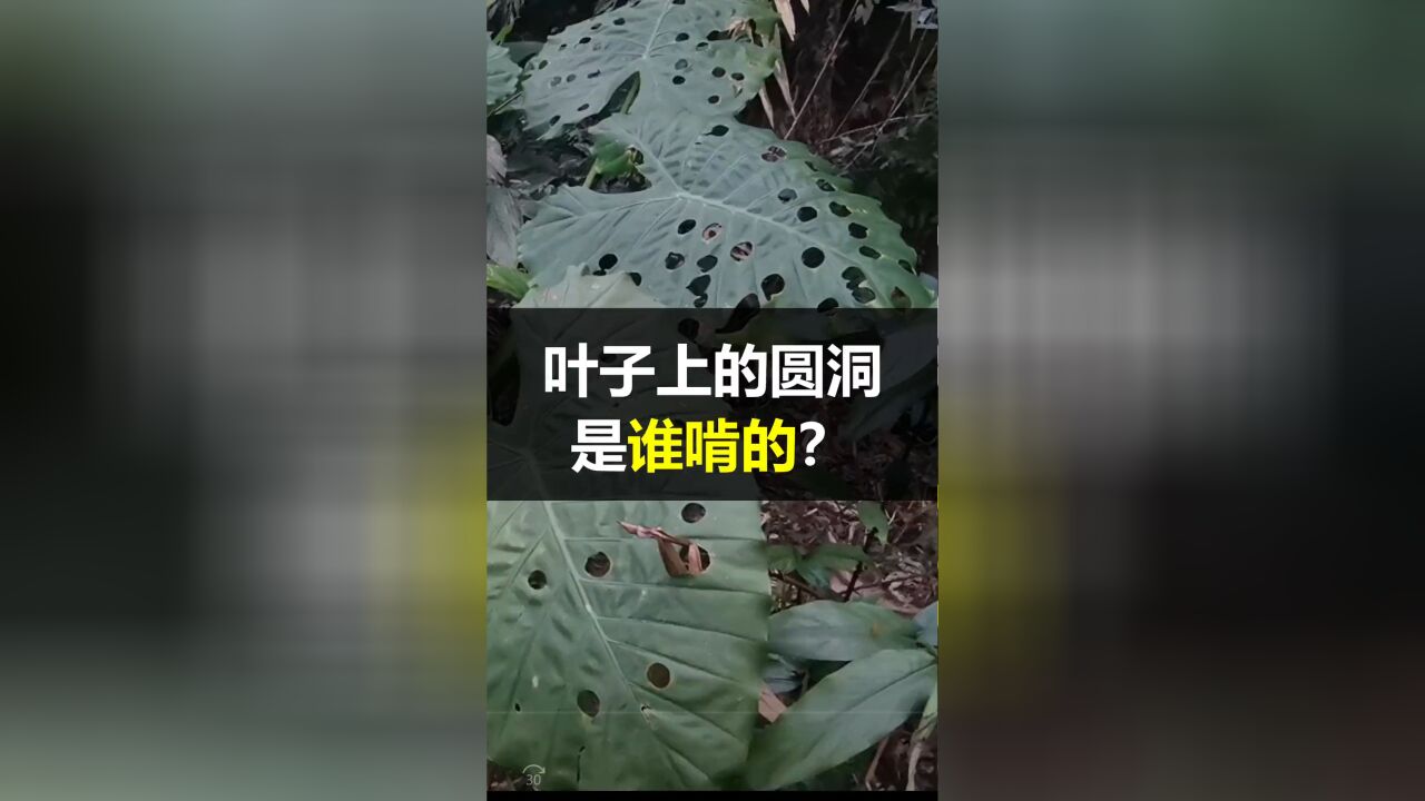 这种有毒叶子上大大小小的圆洞,究竟是被谁啃的?