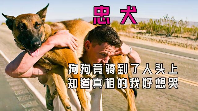 人与狗互相救赎,退役军犬要去参加主人葬礼,温情片《忠犬》