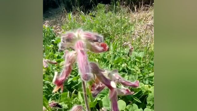 青未了/偶遇中草药材“地黄”