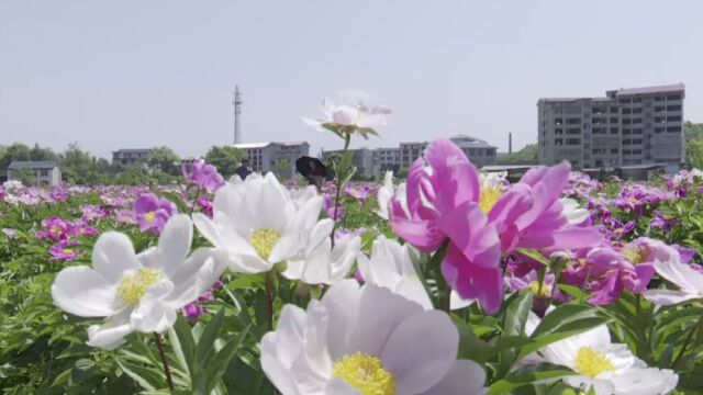 “五月花神”惹人醉 芍药遍地竞芳菲