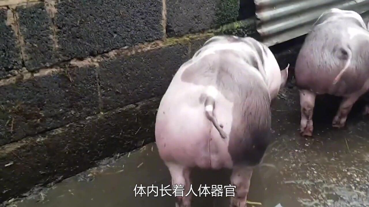 日本养了17头"半人半猪,体内长着人体器官,网友:太残忍!