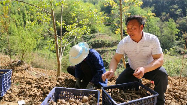 陕西秦岭山村:村集体种350亩魔芋,带动村民发展魔芋产业