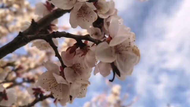 美!塞北的杏花开了,惊艳了这个季节!