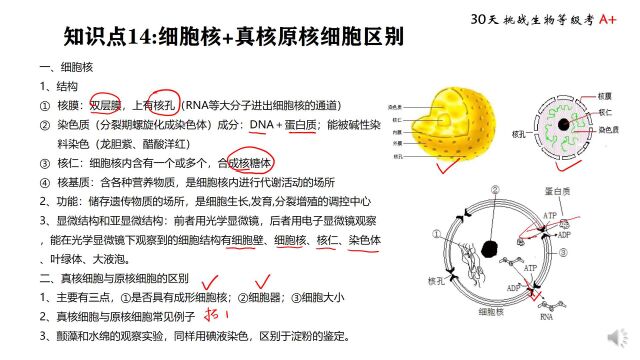 等级考 知识点14 细胞核+真核原核区别