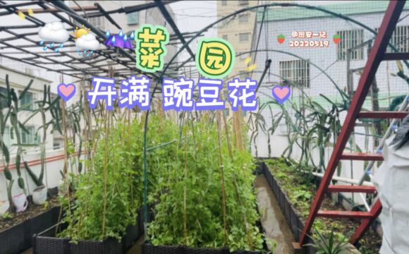 【图安一记】雨中菜园开满豌豆花