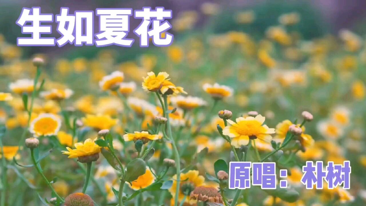 (解压)人生如梦"生如夏花.原唱:朴树.