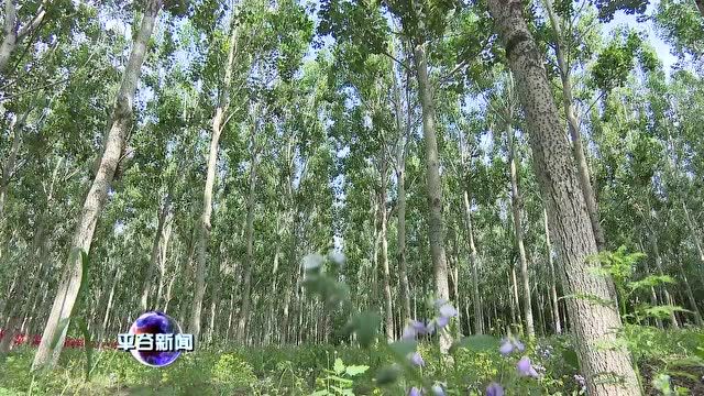 唐海龙围绕园林生态违法问题点位专题督导调研