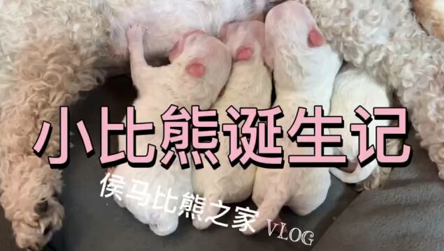 小比熊诞生记