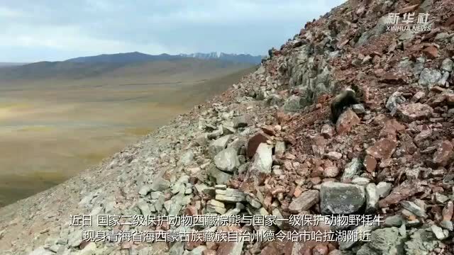 珍稀野生动物现身青海哈拉湖