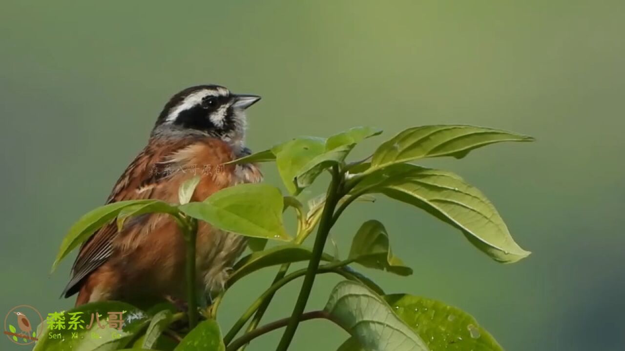 三道眉草鹀鸣声清脆动听,抓虫子喂孩子很勤快