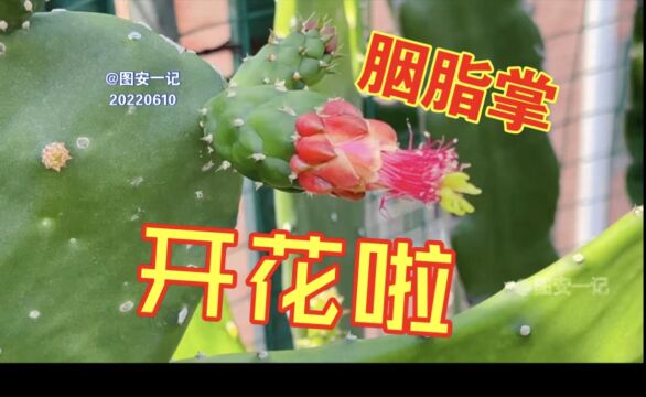 【图安一记】胭脂掌开花了,我家菜园可以吃的仙人掌不止火龙果