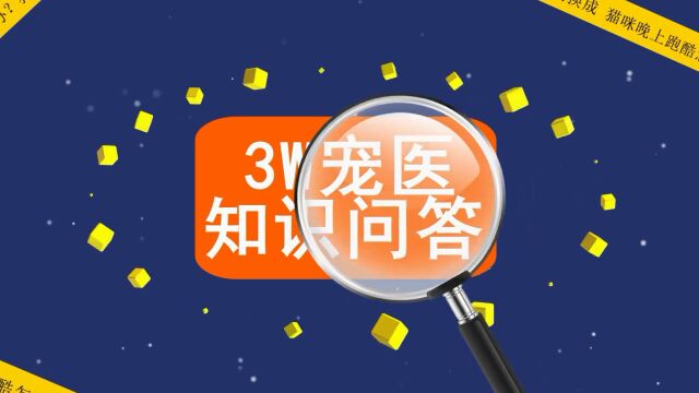 3W宠医知识问答,边境牧羊犬好养吗?