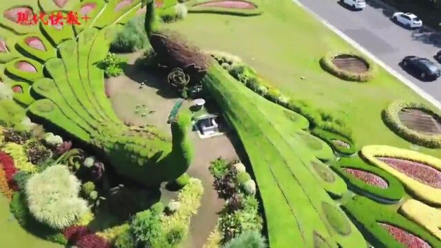 一抹清新绿!南京鼓楼广场孔雀绿雕换上“夏装”