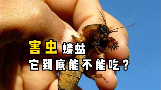 农村常见的害虫“蝲蝲蛄”,它到底能不能吃?花大价钱买它值吗?