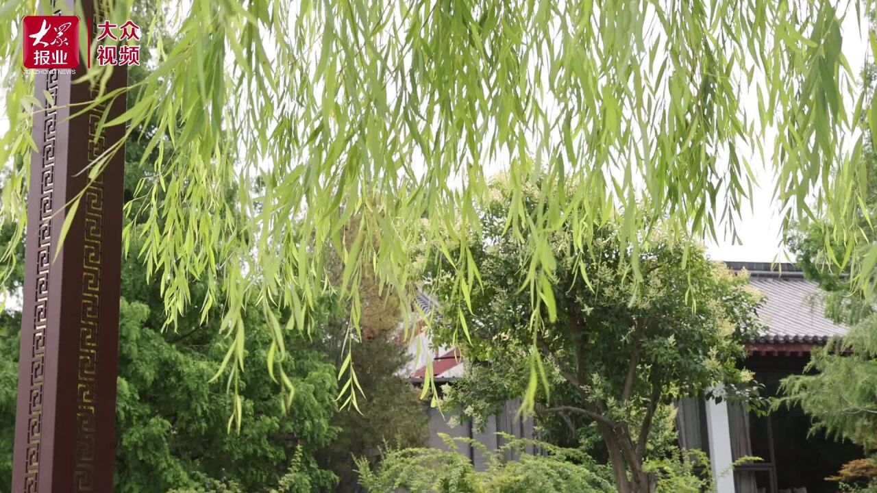 视频|雨后济南:杨柳依依,荷花舞动