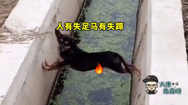 狗子:别冷嘲热讽了,我快扒拉不住了