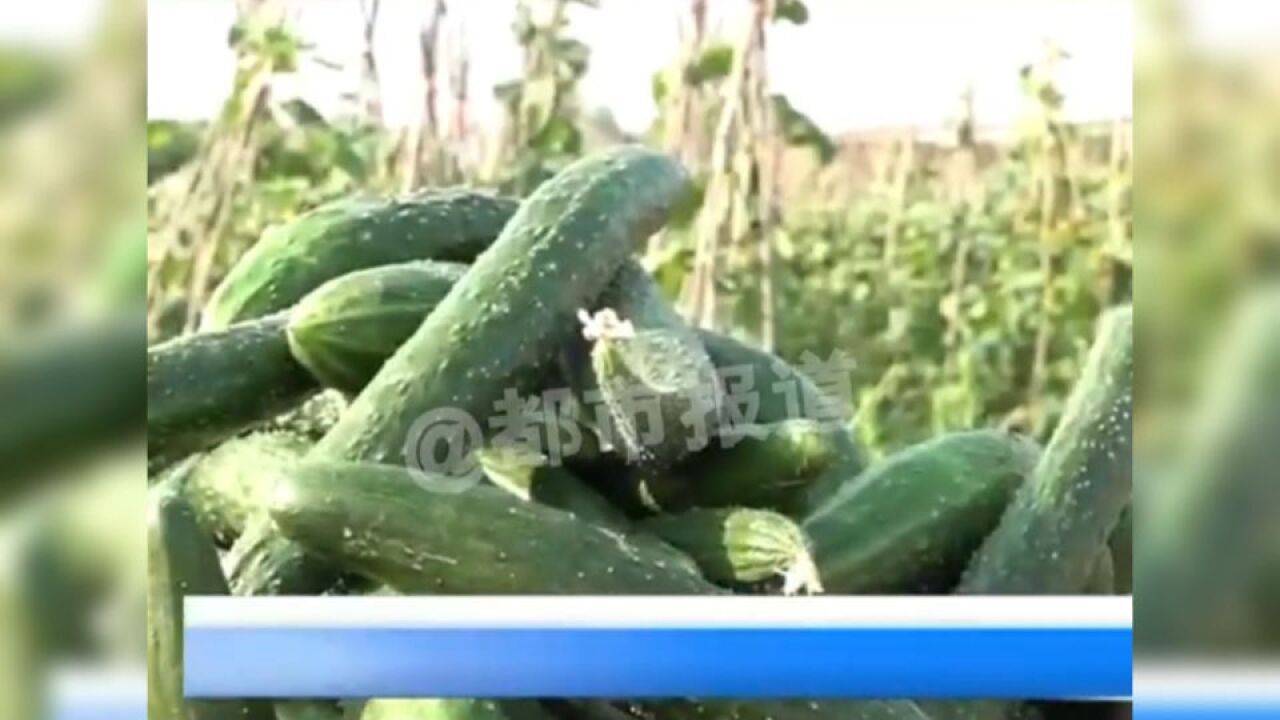 菜农突发意外离世,数千斤黄瓜采摘不及,爱心人士自发帮忙摘卖