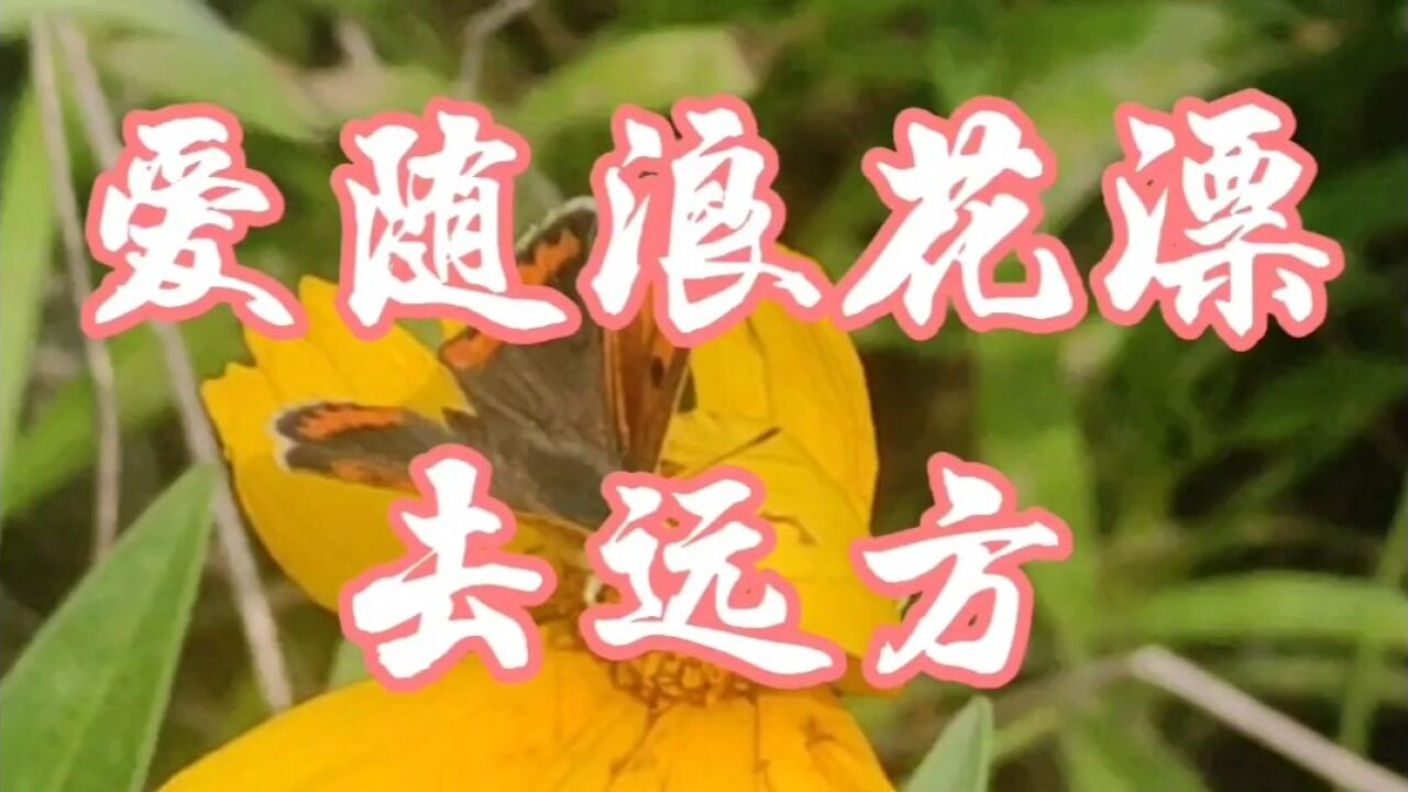 歌曲《爱随浪花漂去远方.蔷薇团长.