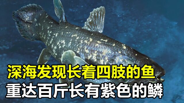 深海发现长着四肢的”鱼“,重达百斤有紫色的鳞,它究竟是什么?