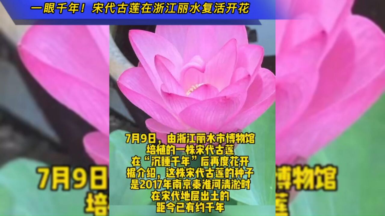 一眼千年!宋代古莲在浙江丽水复活开花