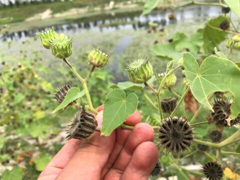 了不起的植物苘麻,竟然有这么大的用处!很多人还不知道?