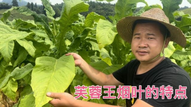 湖南中烟“芙蓉王”的原材料有哪些特点 为什么可以卖那么贵