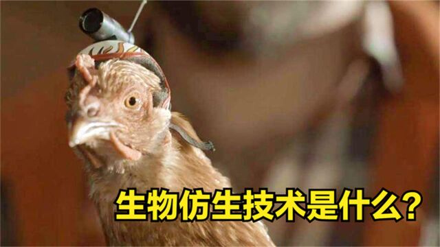 生物仿生技术是什么?把相机装在鸡头上,难得一见的现象发生了