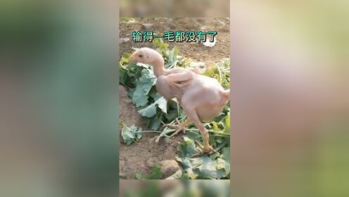 输的一毛都没有了